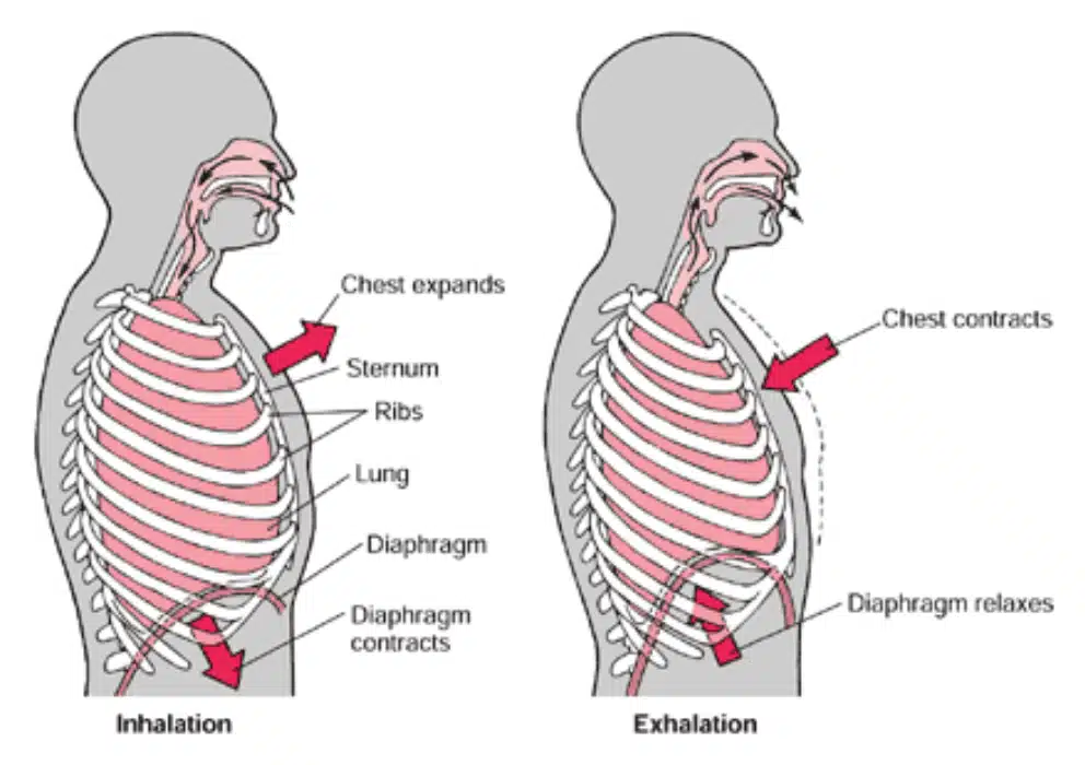 somatic breathing diaphramatic illustration