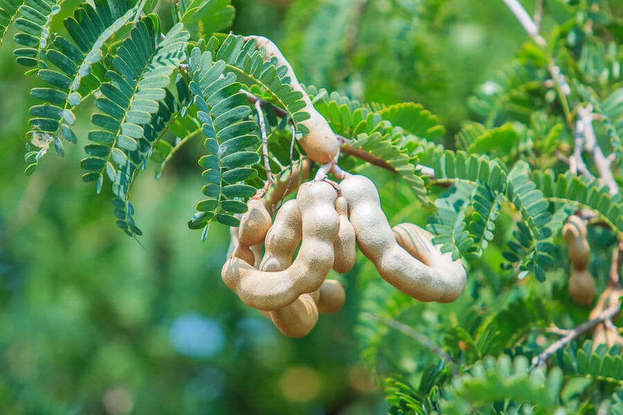 pineal gland detox tamarind
