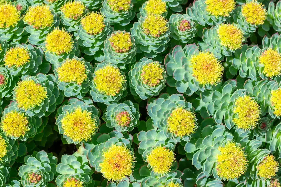 Rhodiola Rosea Natural nootropic