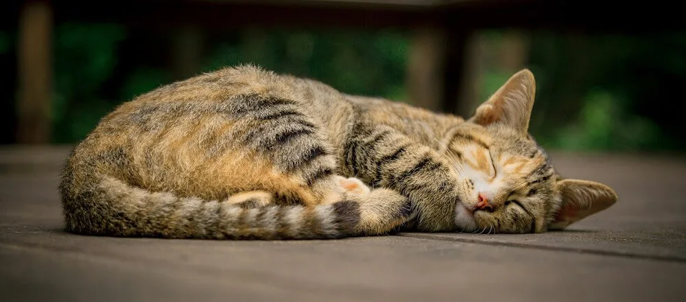 resting jing building cat