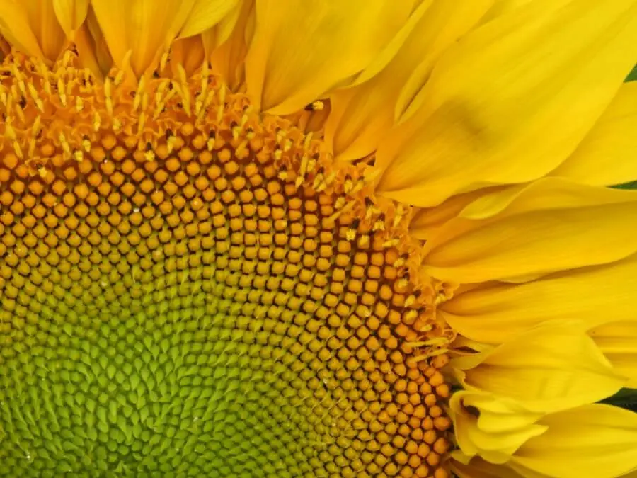synchronicity meaning