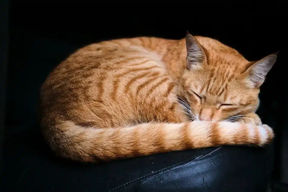 learn to relax and sleep more deeply -- like a cat