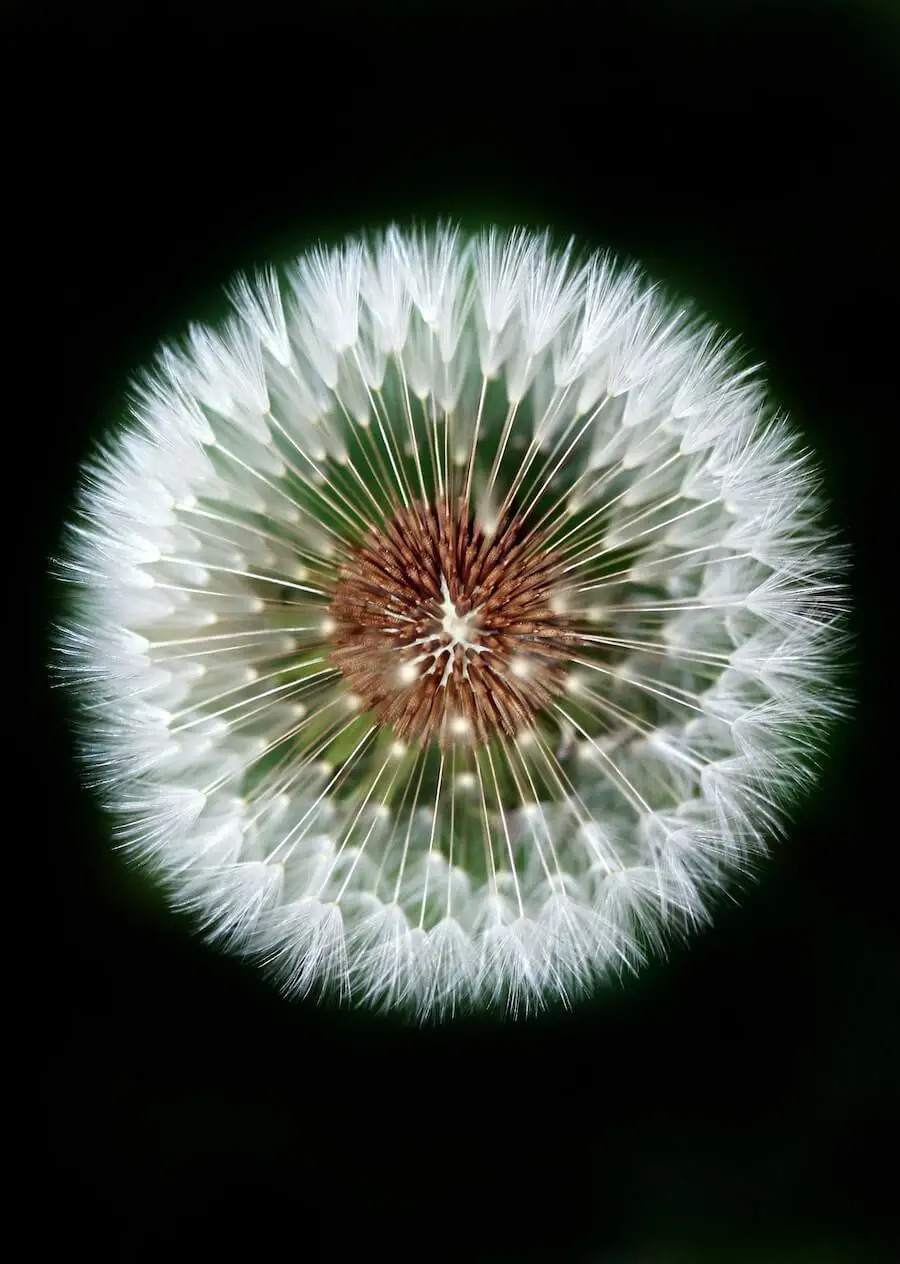 dandelion mandala spiritual psychology